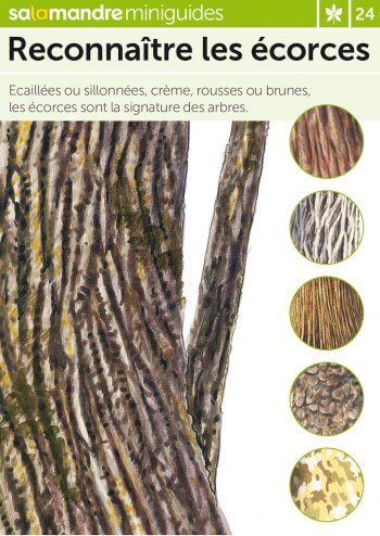 Jouez à colin-maillarbre - La Salamandre