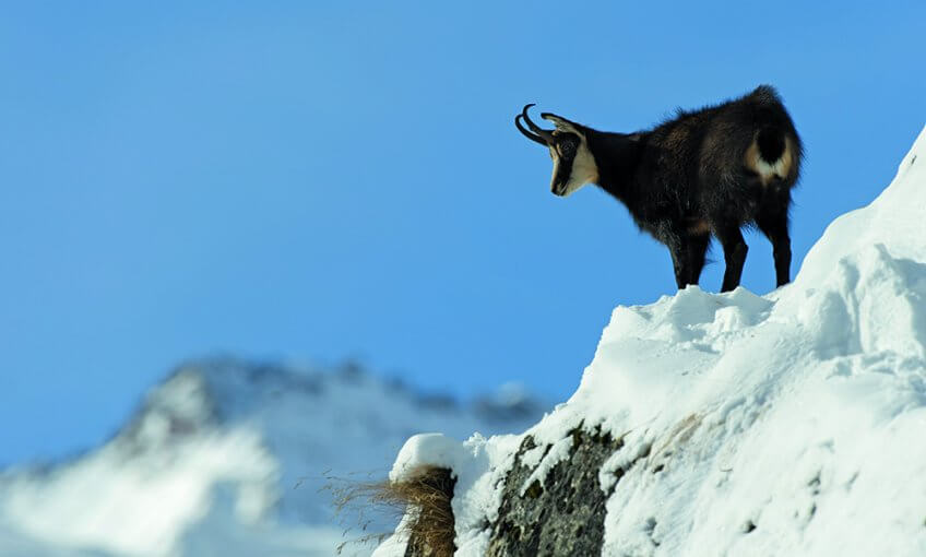 Le chamois est le prince de la montagne !