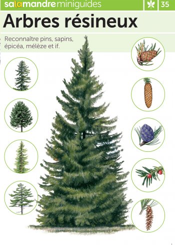 Miniguide 35 : Arbres résineux
