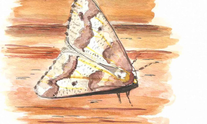 Pas frileux le papillon - La Salamandre