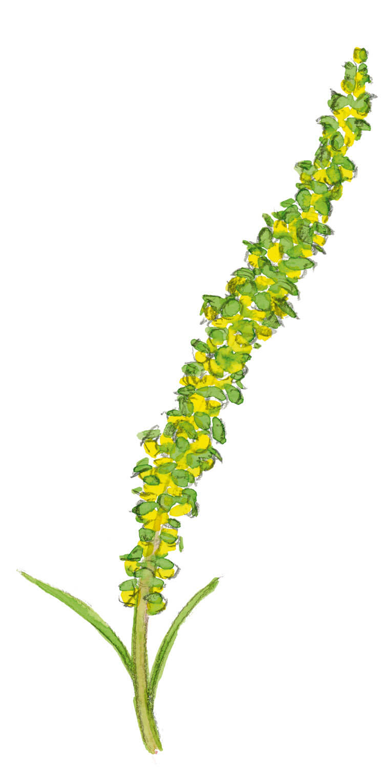 Espèces invasives - La Salamandre