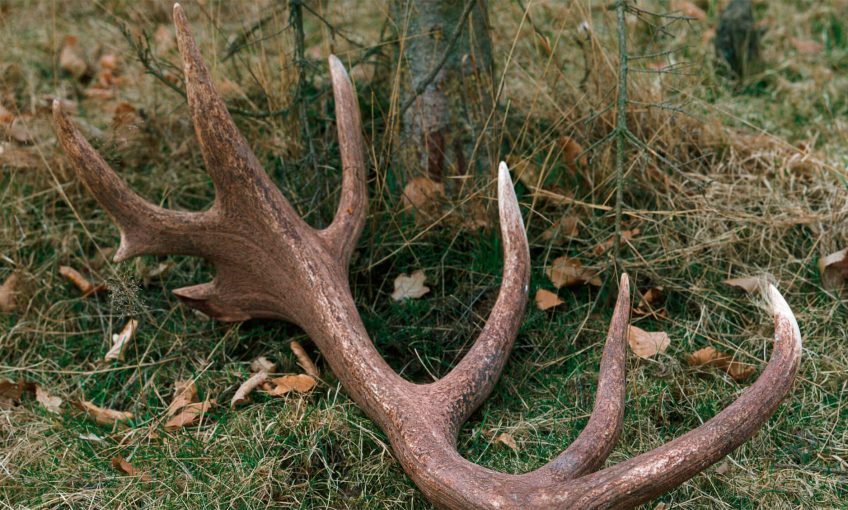 Pourquoi le cerf perd-il ses bois ? - La Salamandre