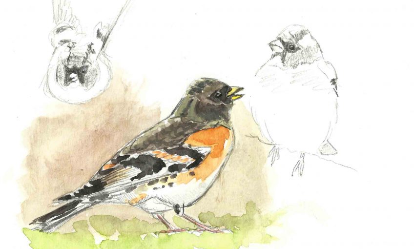L'oiseau de tout là-haut - pinson du nord - La Salamandre