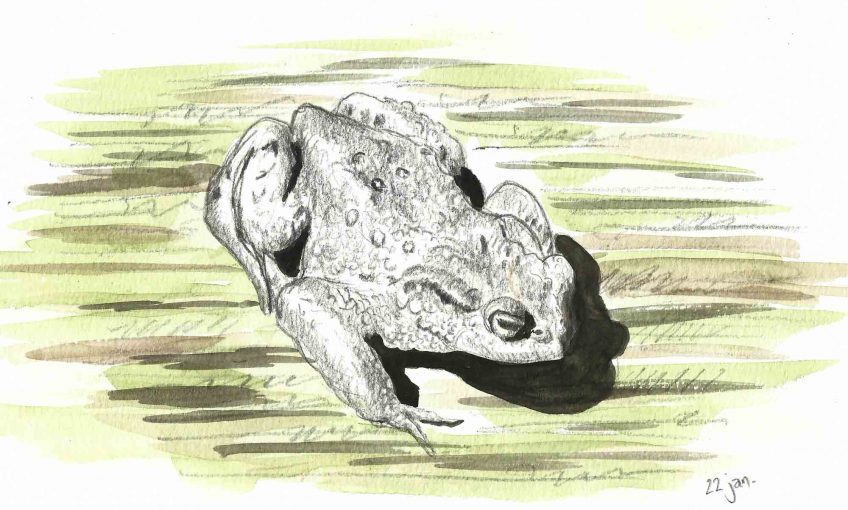 Un temps de crapaud - La Salamandre