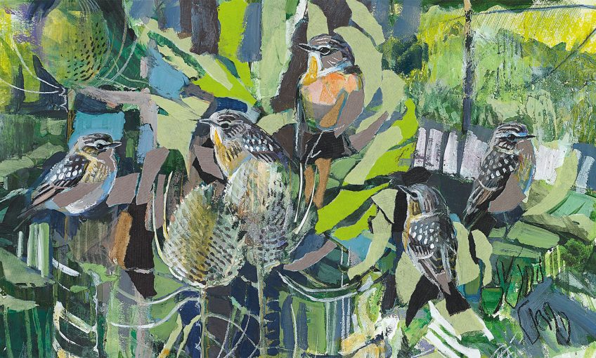 Oiseaux, Carnets d’un bird lover - La Salamandre