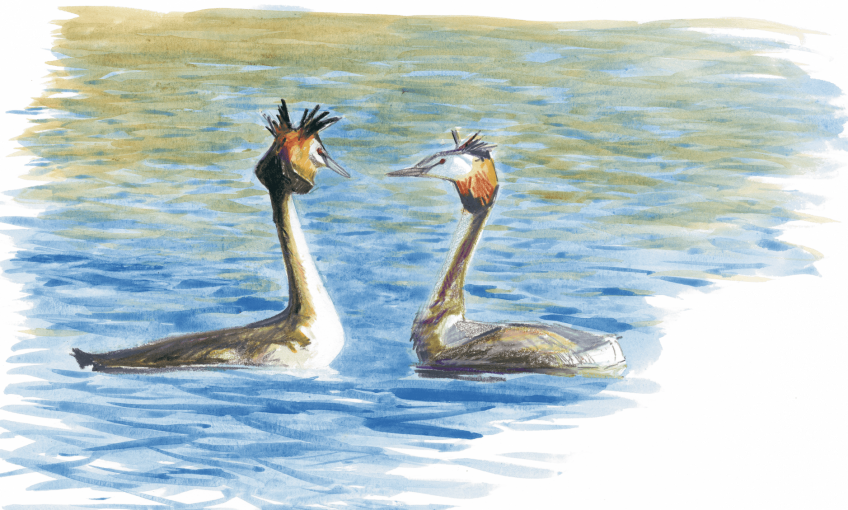 Flamenco synchro - La Salamandre