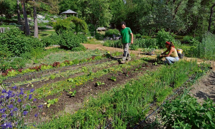 Jardin : Garden Party - La Salamandre