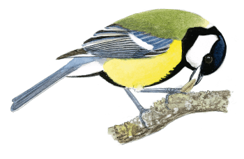 Fabriquez une caméra cachée pour filmer les oiseaux de la mangeoire