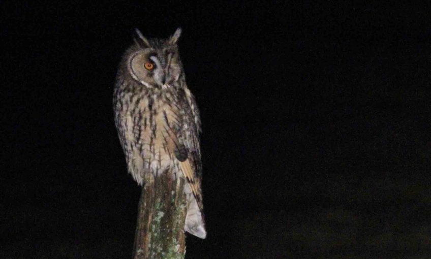 Un frisson dans la nuit - La Salamandre
