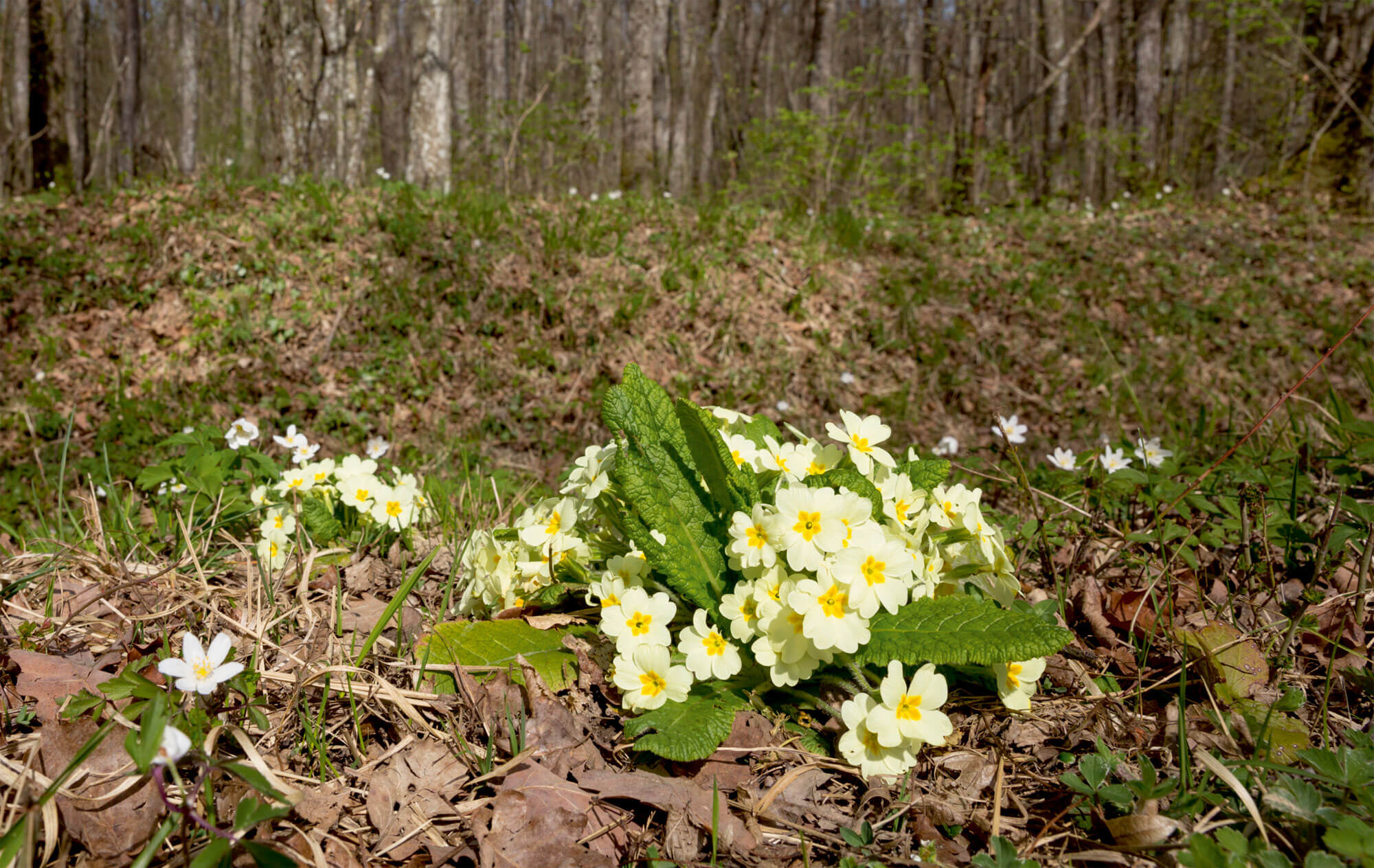 Balade sur la terre du lièvre à Genève entre forêt, marais et vignoble