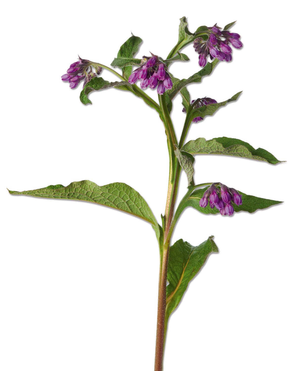 Docteur House, plantes médicinales - La Salamandre