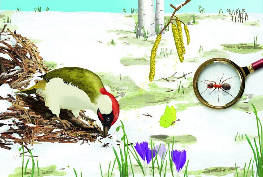 Pic qui mange des fourmis
