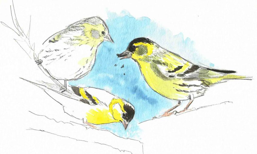 Le froid ne menace pas les oiseaux - La Salamandre