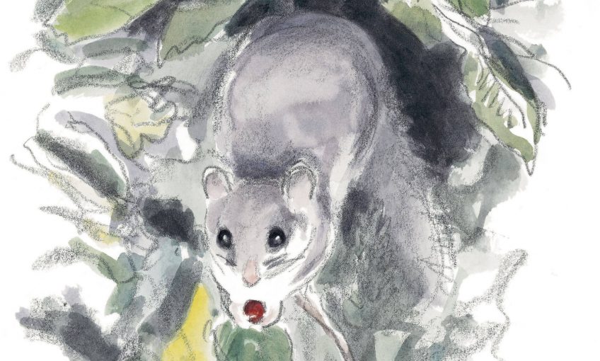 Vie de loir : manger ou être mangé - La Salamandre