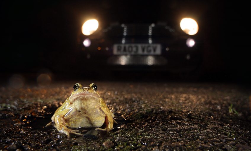Migration des grenouilles, aidons les à traverser la route - La Salamandre
