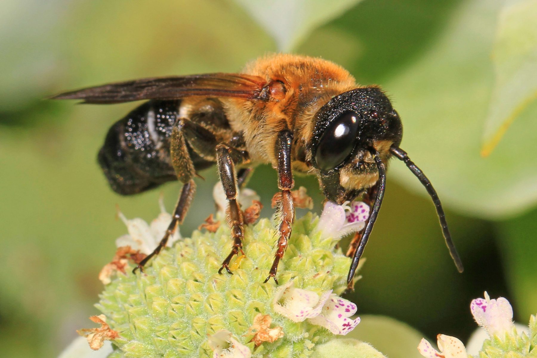 Une nouvelle espèce d'abeille exotique envahissante en France - La  Salamandre