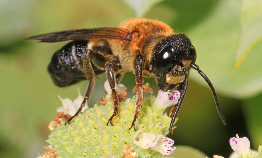 Une nouvelle espèce d'abeille exotique envahissante en France - La Salamandre