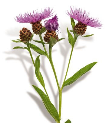 Plantez une prairie fleurie pour les insectes dans votre jardin
