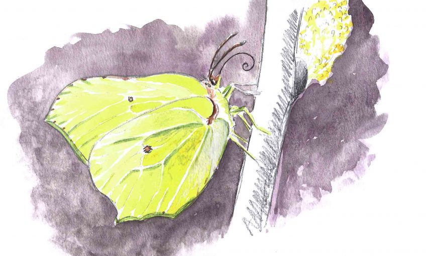 Papillon citron pressé - La Salamandre