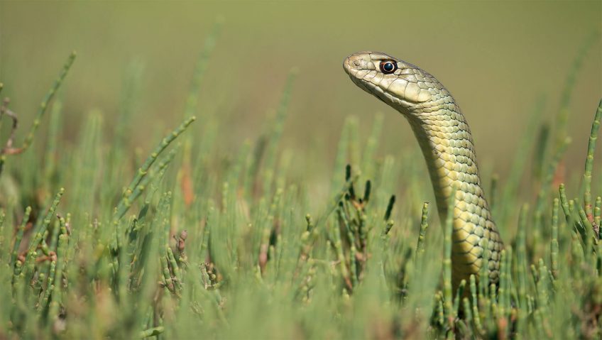 Les serpents en photos sous l'objectif de Maxime Briola - La Salamandre
