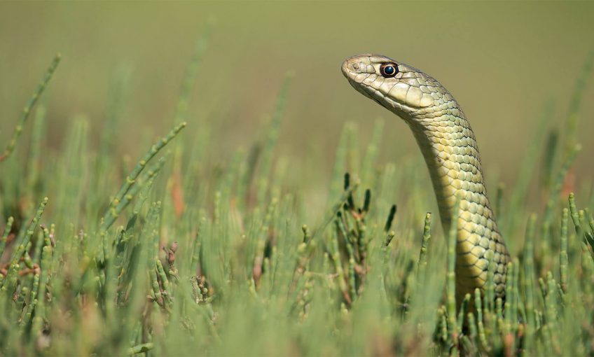 Les serpents en photos sous l'objectif de Maxime Briola - La Salamandre