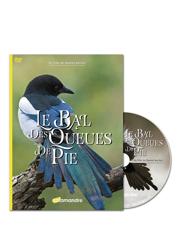 Le bal des queues de pie