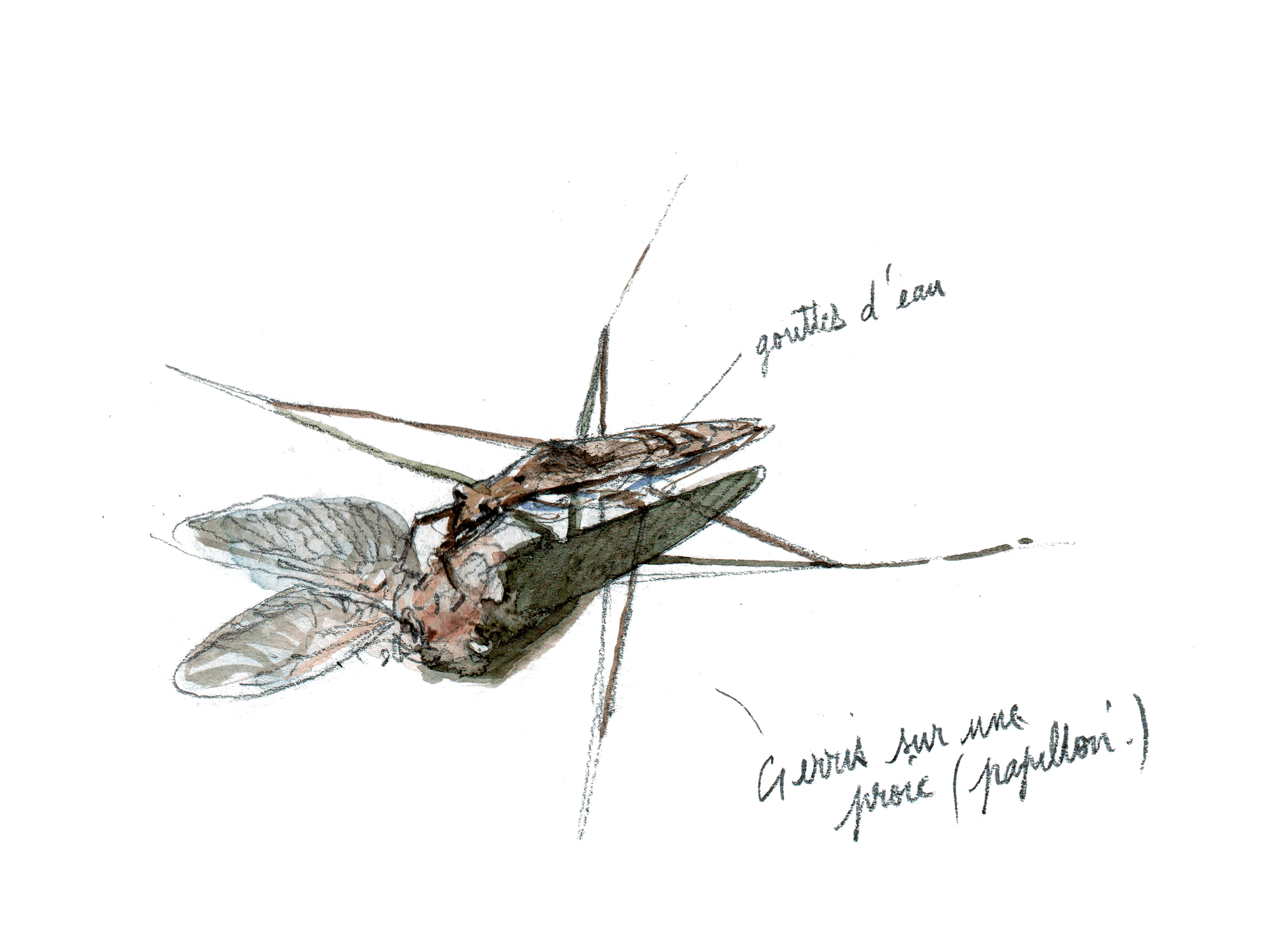 La mare mystérieuse et ses insectes - La Salamandre