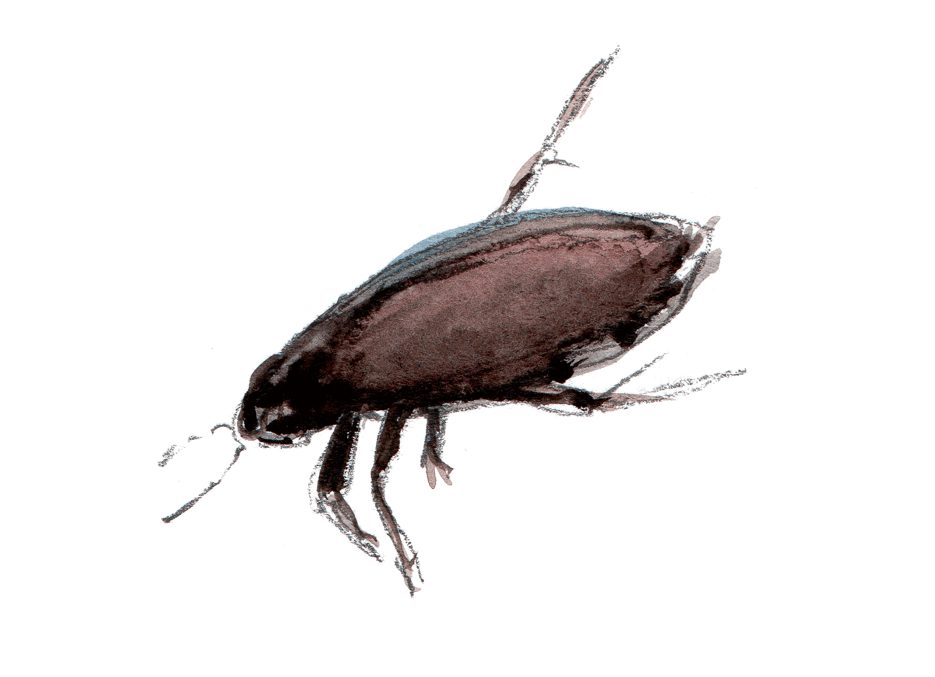 La mare mystérieuse et ses insectes - La Salamandre