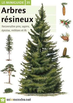 miniguide : les arbres résineux