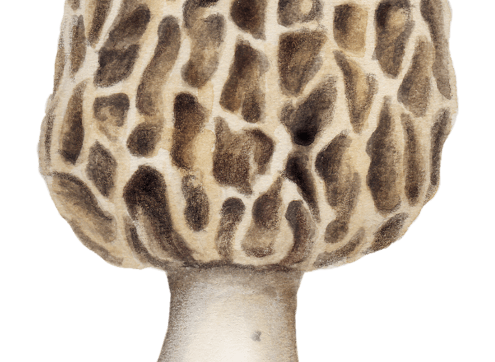 La morille champignon du printemps et délice des bois - La Salamandre