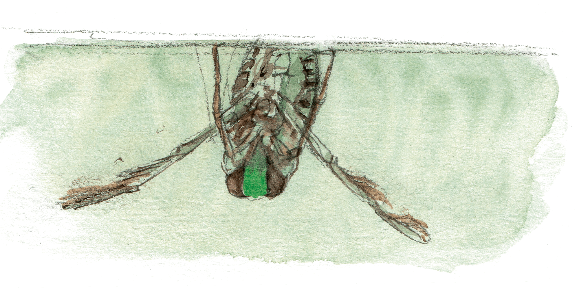 La mare mystérieuse et ses insectes - La Salamandre