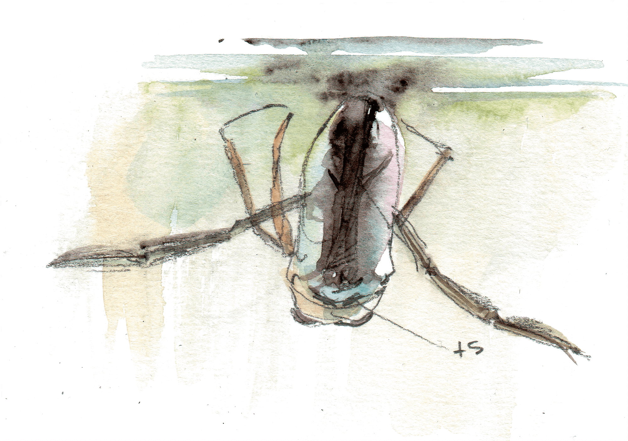 La mare mystérieuse et ses insectes - La Salamandre