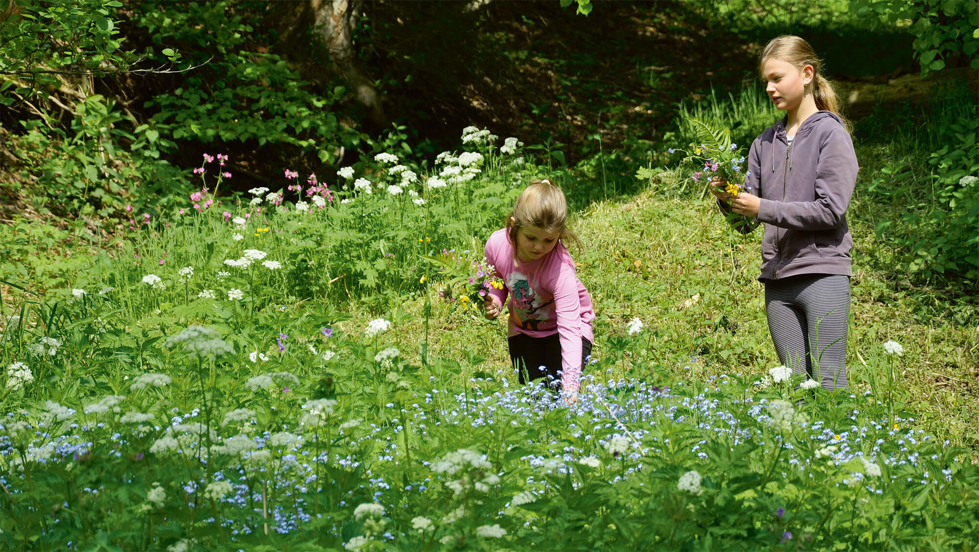 Plantez une prairie fleurie pour les insectes dans votre jardin