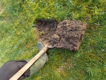 Plantez une prairie fleurie pour les insectes dans votre jardin