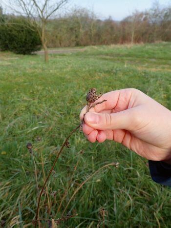 Plantez une prairie fleurie pour les insectes dans votre jardin
