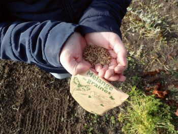Plantez une prairie fleurie pour les insectes dans votre jardin
