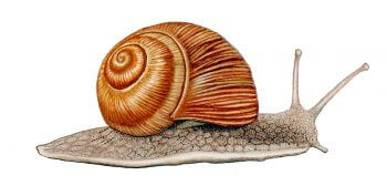 Organisez une course d'escargots ! - La Salamandre