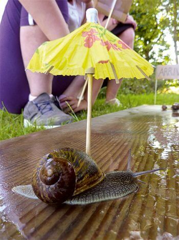 Organisez une course d'escargots ! - La Salamandre