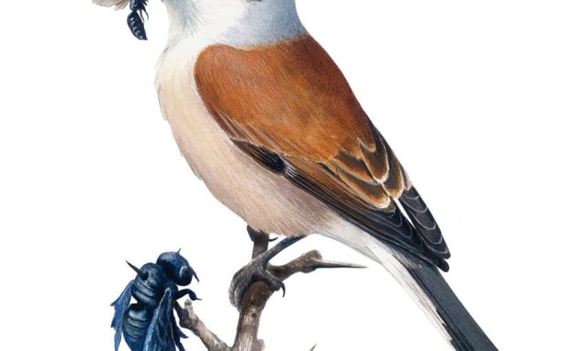 La pie-grièche écorcheur, l'oiseau masqué - La Salamandre