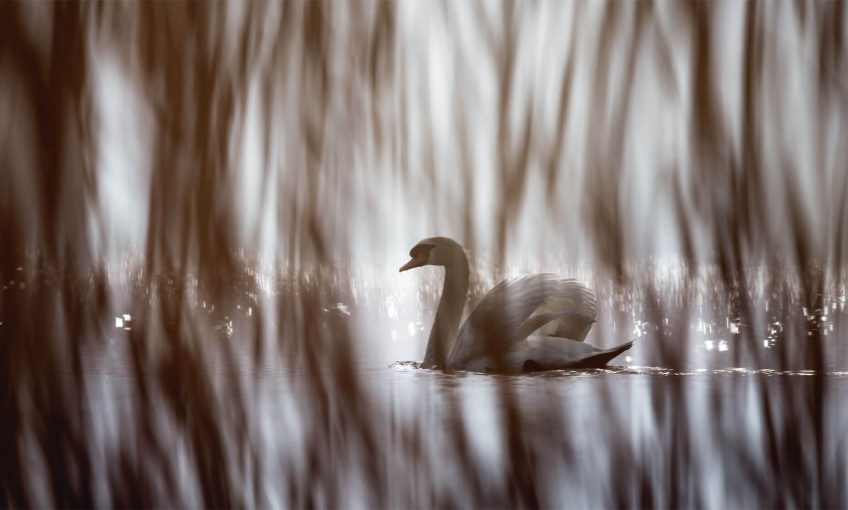 Photo : les oiseaux du lac, au théâtre des roseaux - La Salamandre
