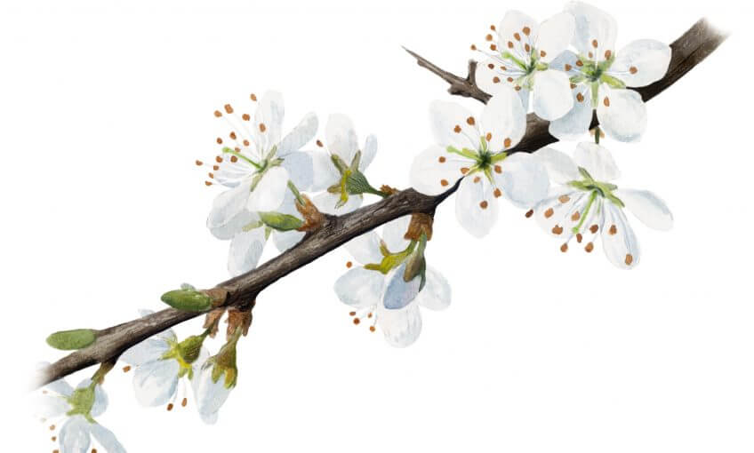 Prunellier, la belle épineuse annonciatrice du printemps - La Salamandre