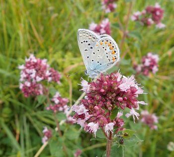 Plantez une prairie fleurie pour les insectes dans votre jardin