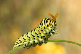 Petite Salamandre 17 Chenille Papillon Transformation Ecole