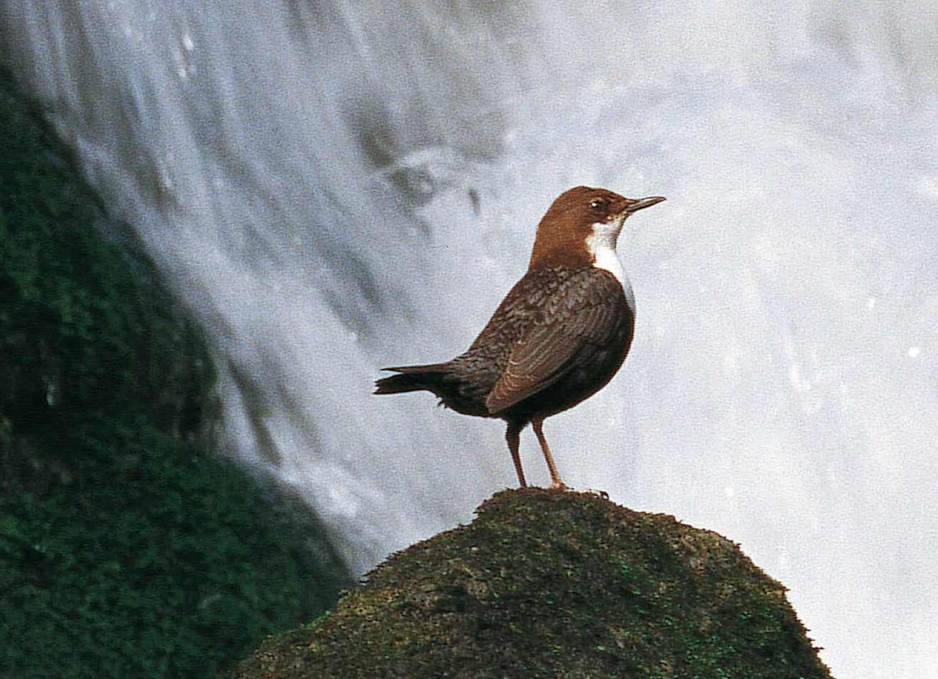Cincle devant des chutes d'eau