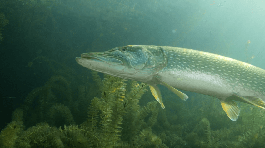 poisson du lac leman 4 lettres