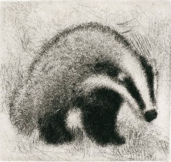 dessin de blaireau