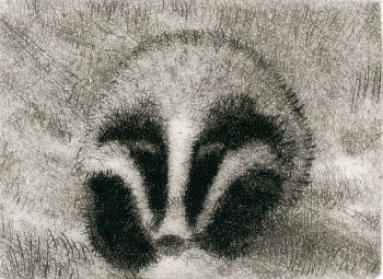 dessin de blaireau