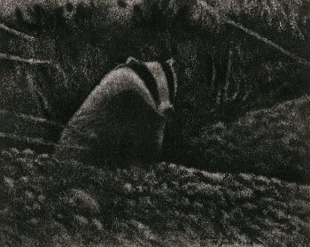 dessin de blaireau