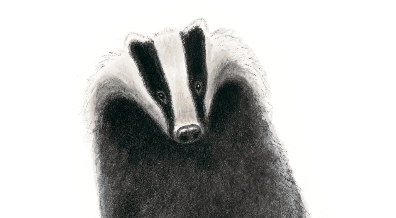 dessin de blaireau