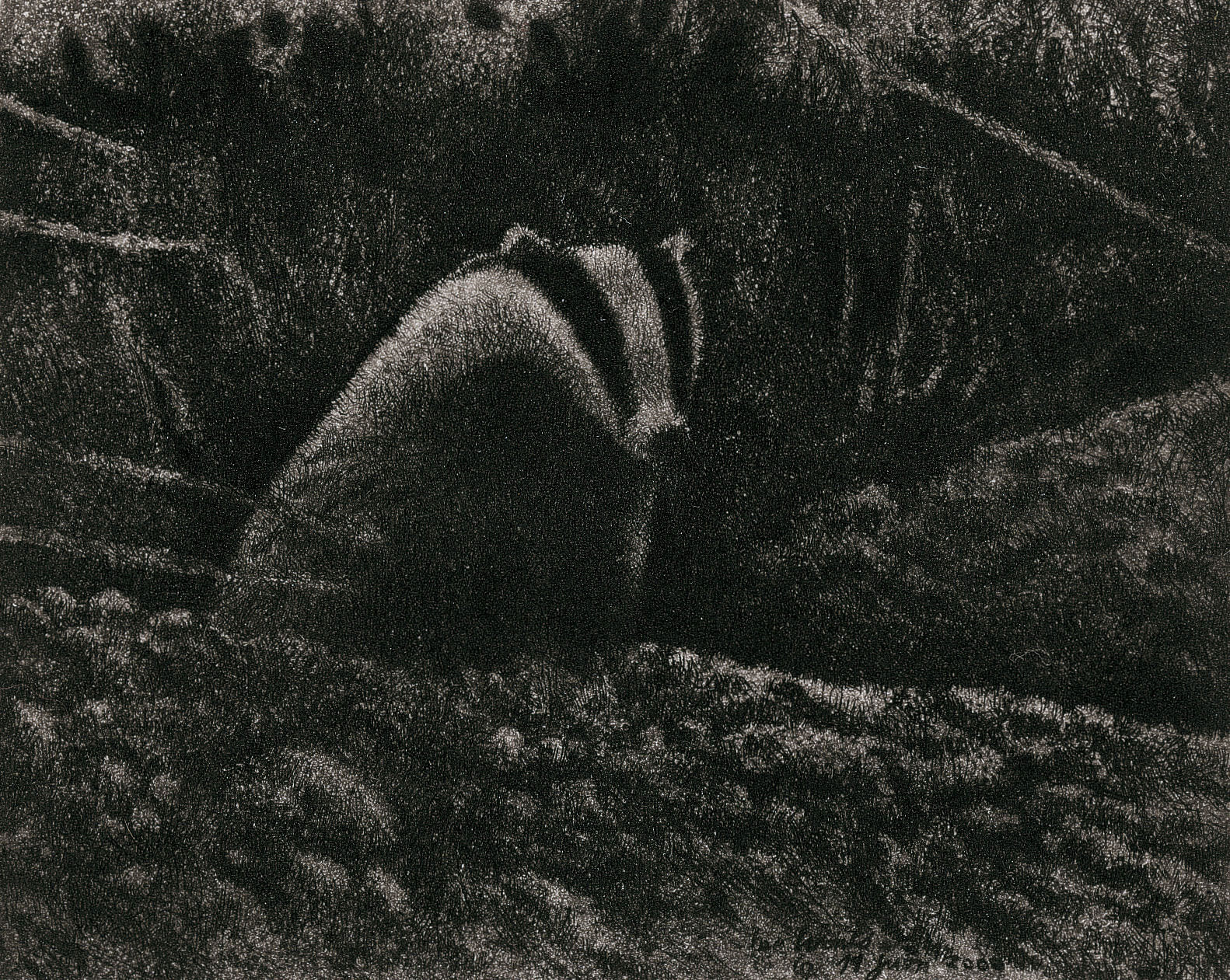 dessin de blaireau